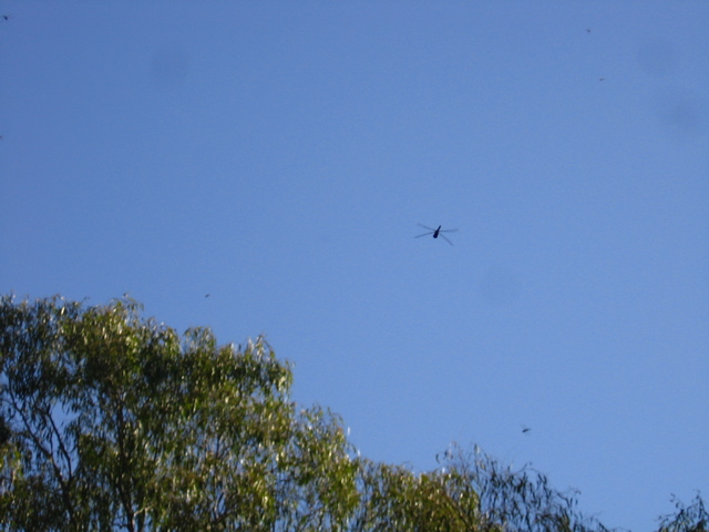 Swarm of dragonflies at a rest stop!