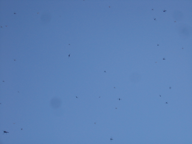 Swarm of dragonflies at a rest stop!